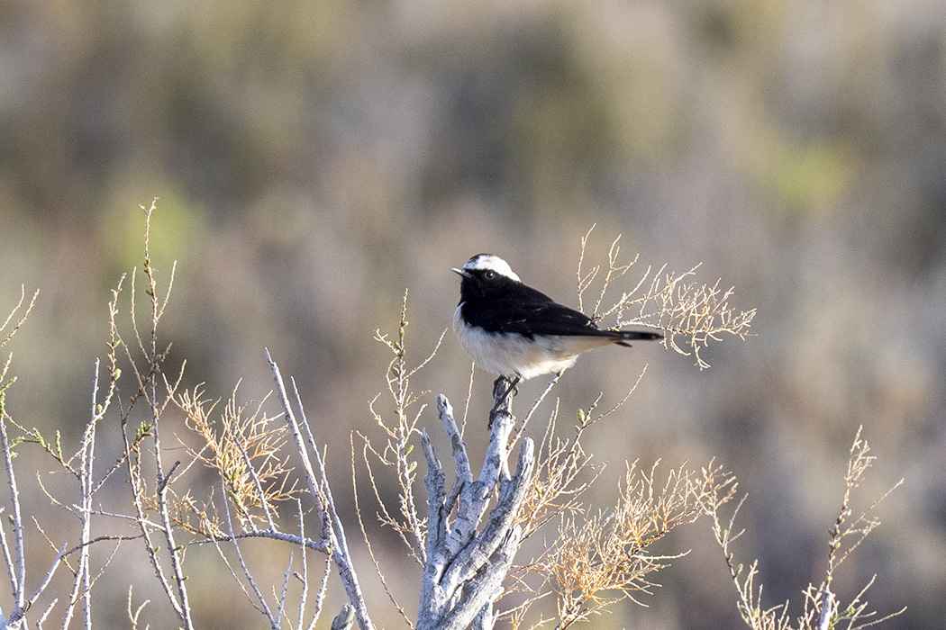 Cyprus Wheatear